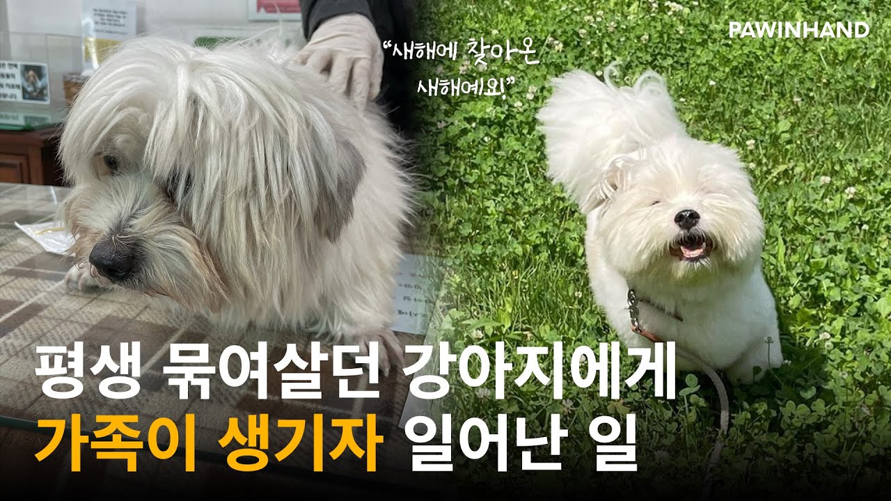 새해에 찾아온 유기견 