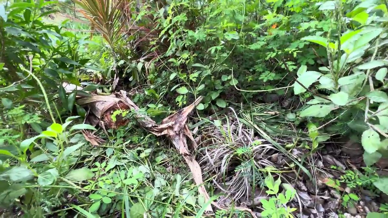 Restoring Native Hawaiian Dry Forest on Mauna'ōhi Ridge