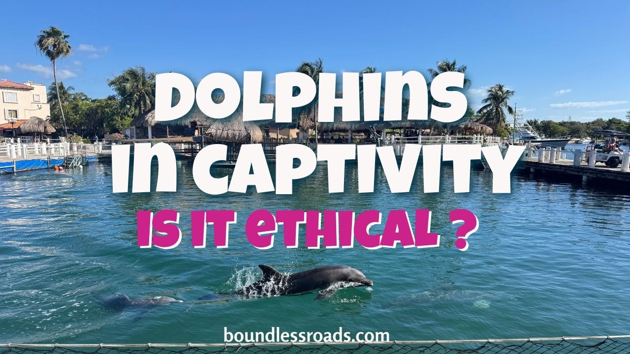 Dolphins in Captivity! Is it ethical? Does it hurt them?