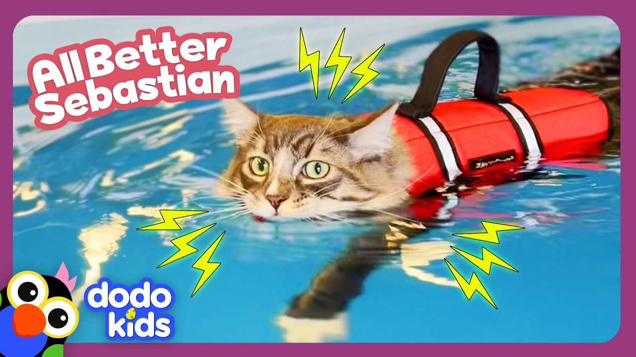 ⚡ ZAP! Can Electricity And Water Heal This Kitten&rsquo;s Injured Leg? | Dodo Kids | All Better