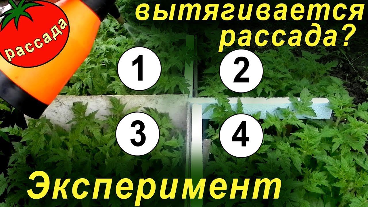 РАССАДА ВЫТЯГИВАЕТСЯ? Испытание 3 эффективных методов против вытягивания и перерастания.
