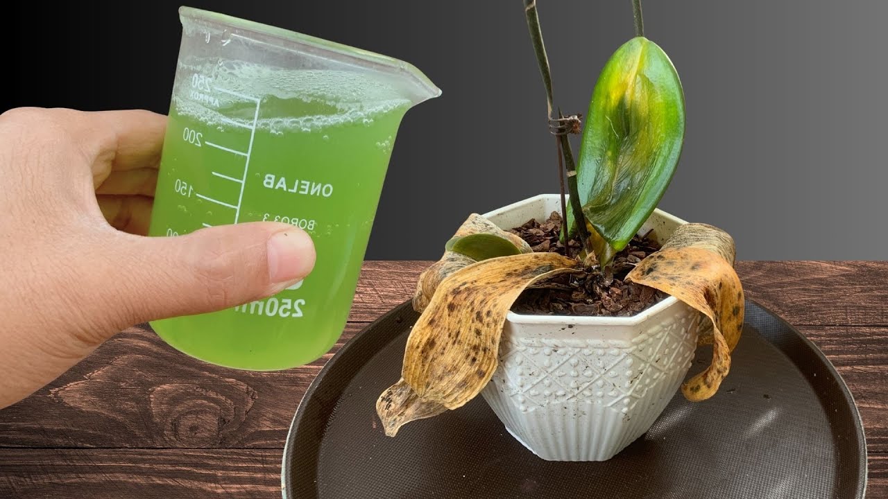 How to Revive Any Dying Orchid with One Simple Trick 100% Effective