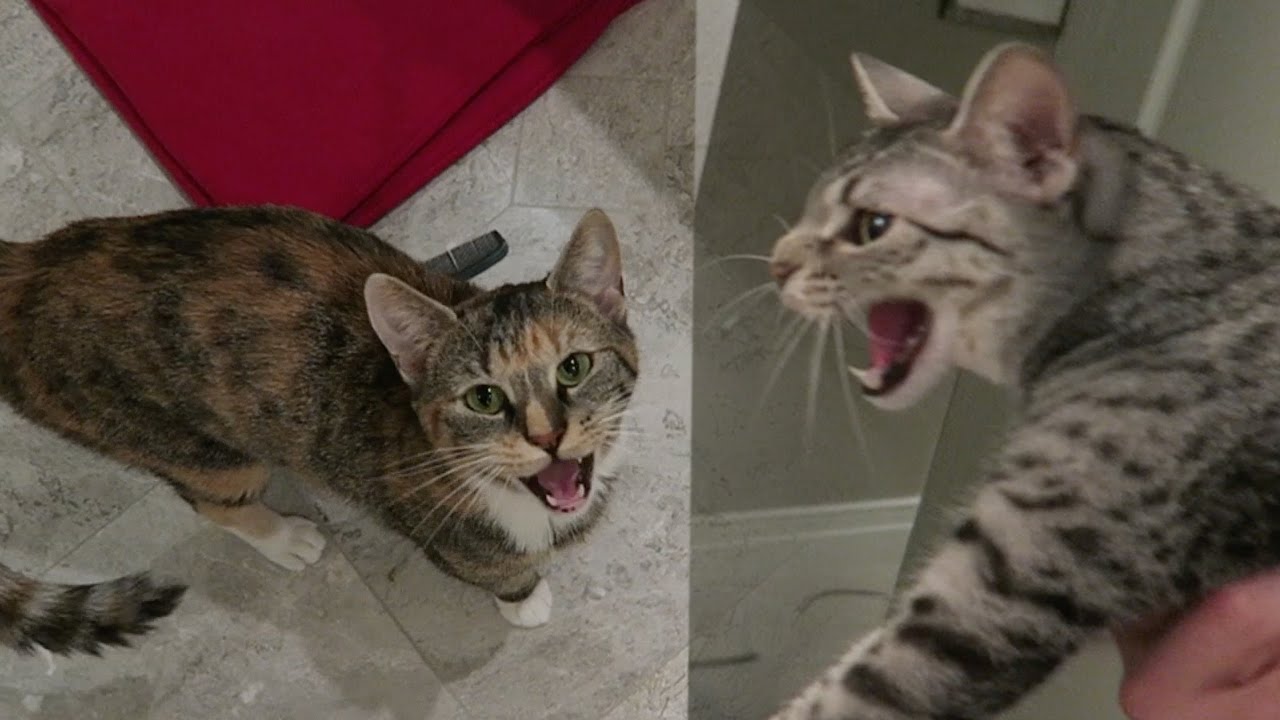 NEW CAT INTRUDER