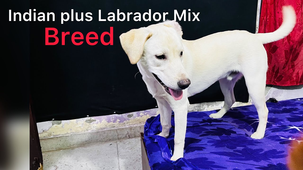 Indian Plus Labrador mix Breed | How they react when we entered the home | #dogs #doglover #vlog
