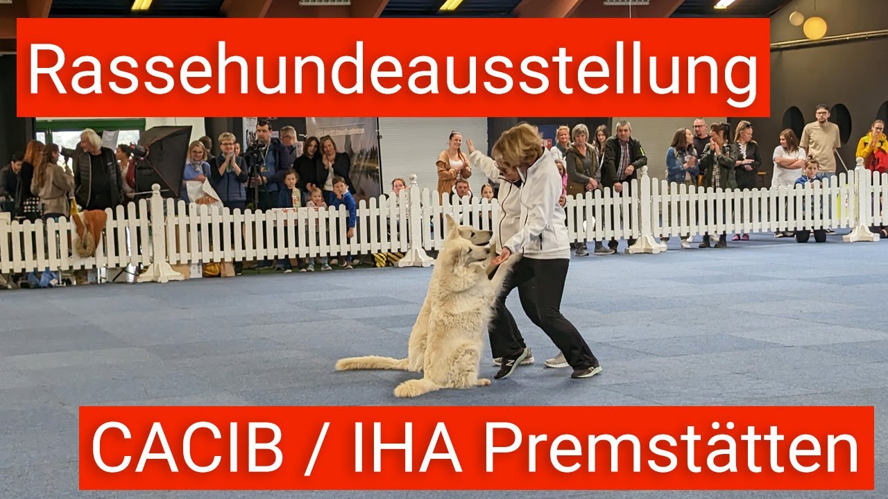 Internationale Rassehundeausstellung Premst&auml;tten