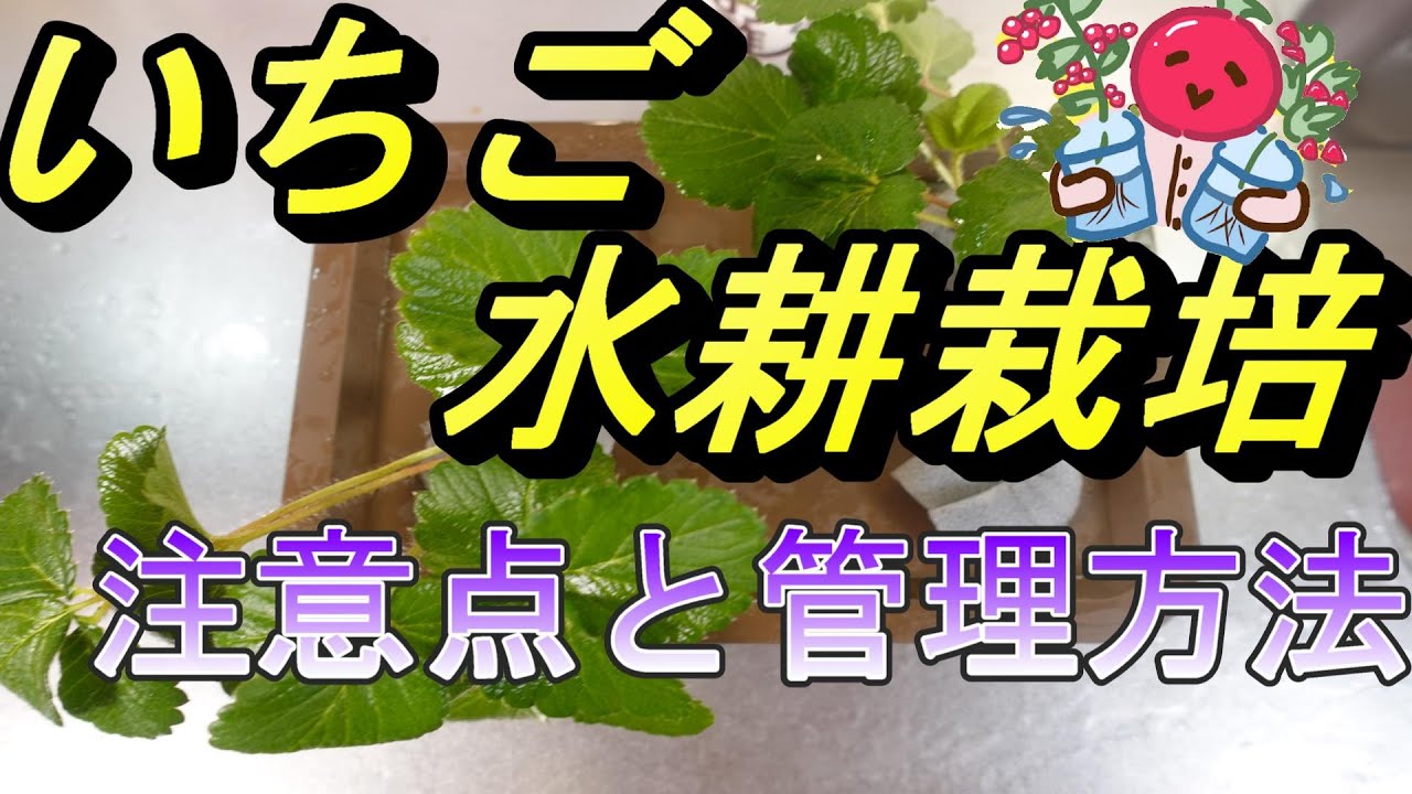 【野菜の水耕栽培】今年もやります！いちごの水耕栽培　管理方法と注意点