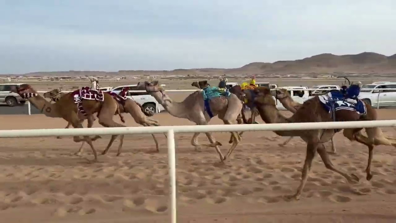 الشوط العاشر | قعدان مفاريد | ملبي | نادر بن ظاهر البلوي | 1:46