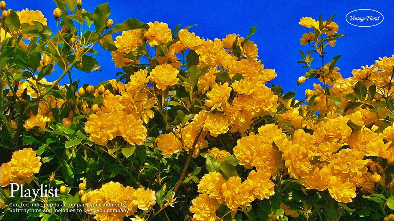 Playlist 지나가다 문득 맡은 봄냄새 Spring Mood · Cafe · Walk · Work
