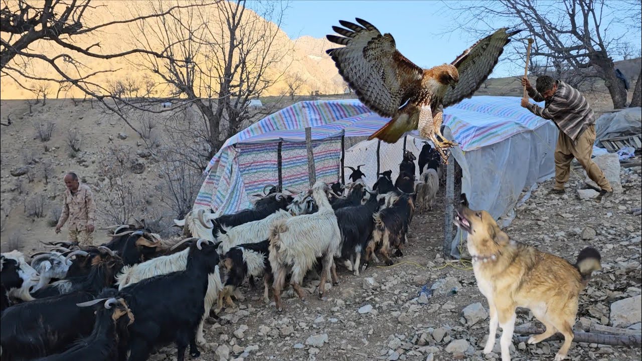 Zagros shepherds on the migration path, the beginning of a new season in the boundless plains