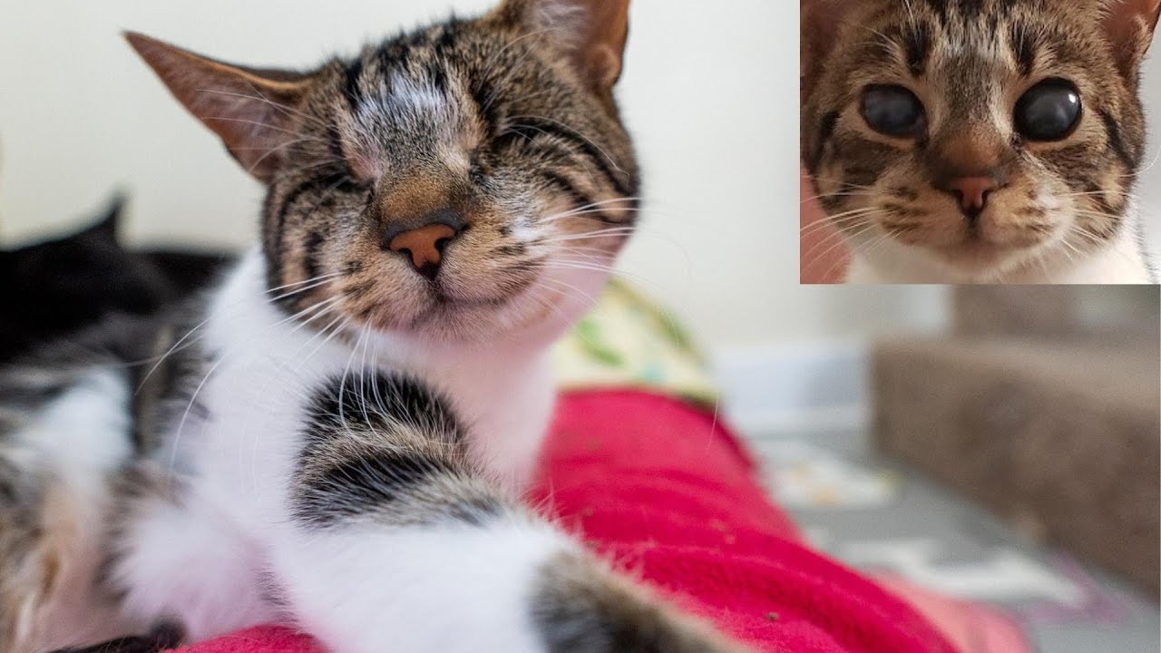 The Story About How My Blind Cat Lost Her Eyes.