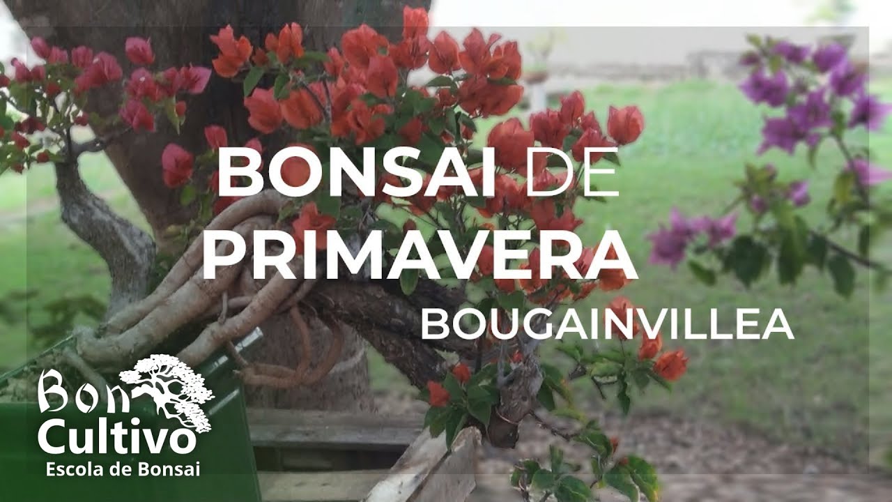BONSAI DE PRIMAVERA (BOUGAINVILLEA)!  - BONCULTIVO Bonsai