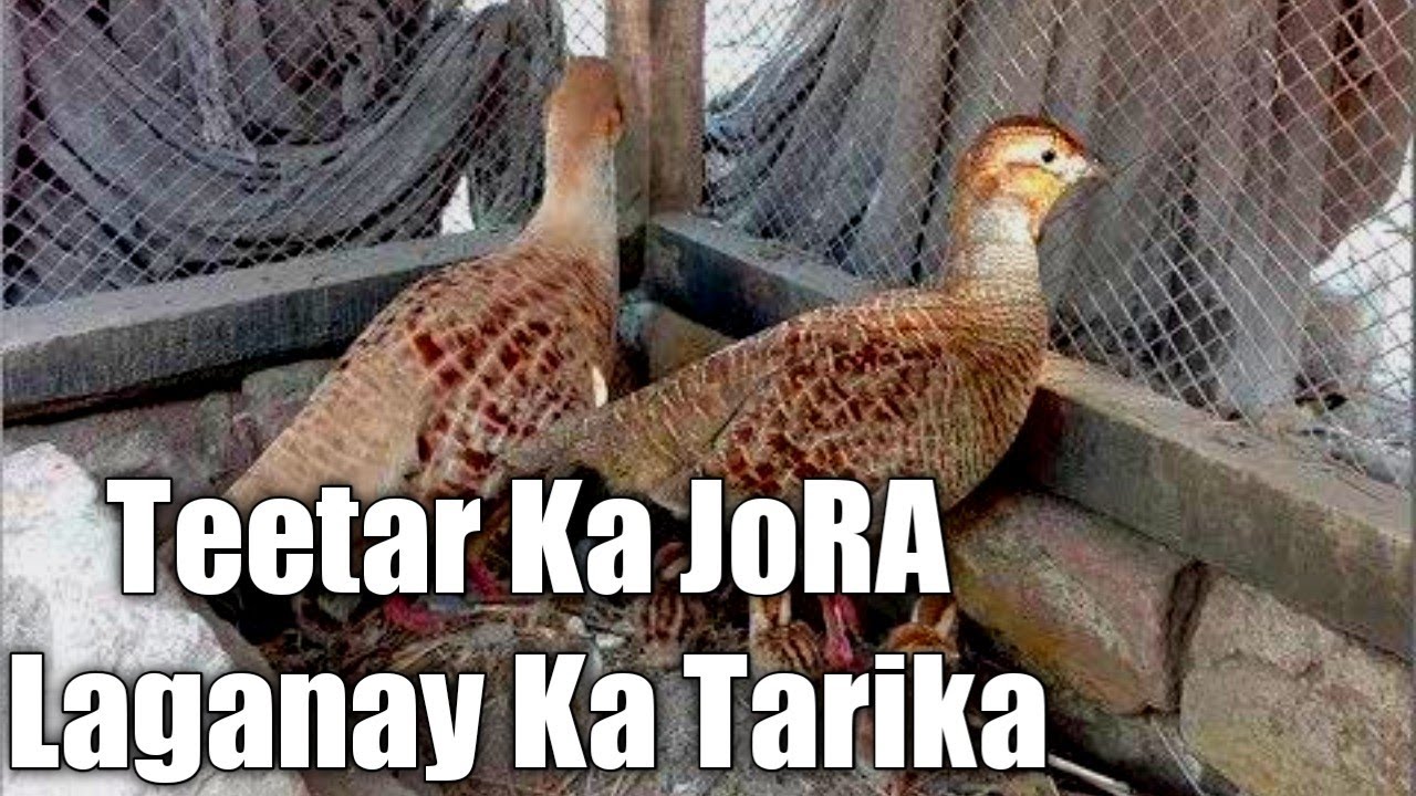 Teetar Ka JoRA Laganay Kaa Tarika #Teetarpair #pairinglovebirdtips