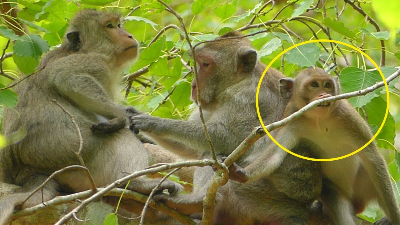 MG! So Strang Actt Janna Monkey Seem So Jealous Elsa By Jane Monkey Grooming But Less Chance For Her