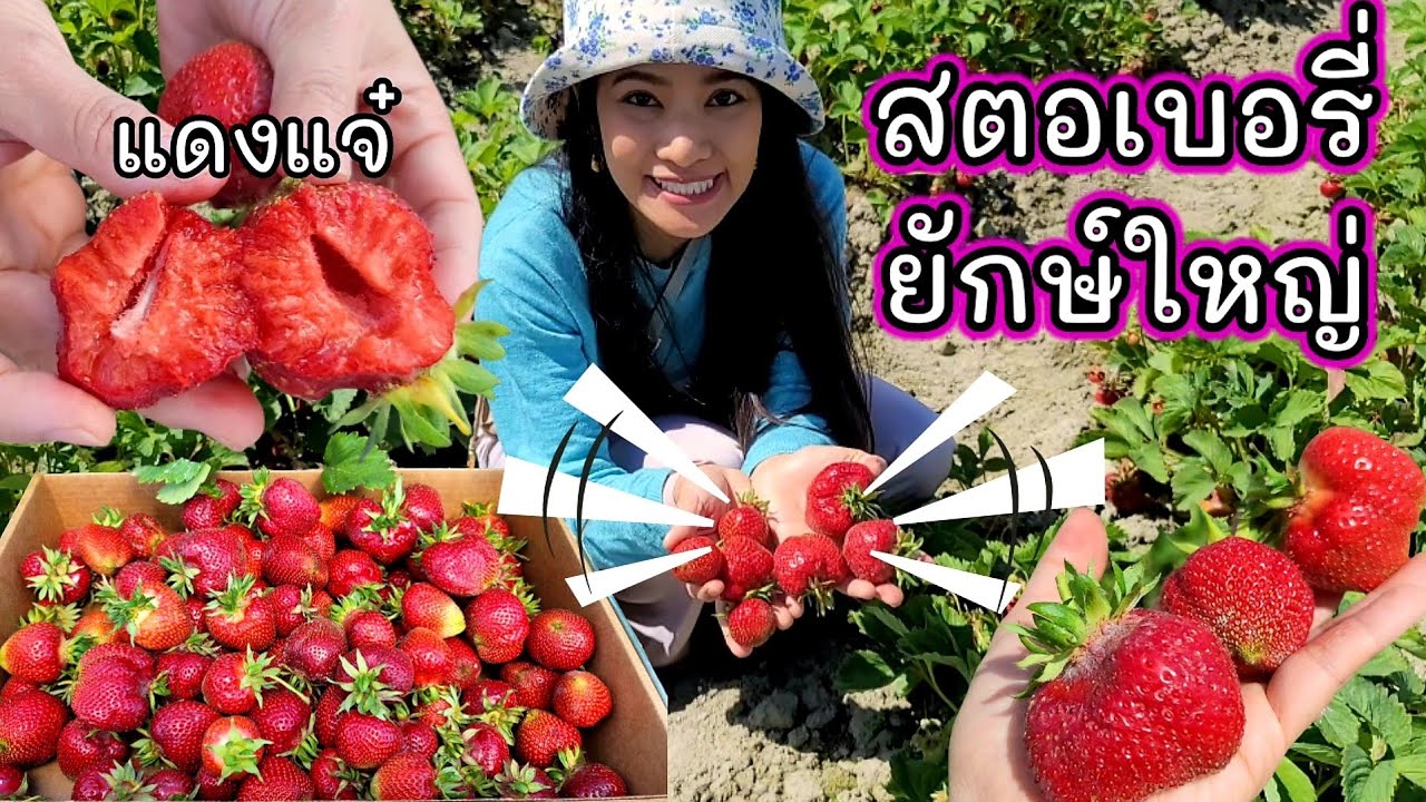 เก็บสตอเบอรี่ลูกใหญ่ 🍓 ลูกแดงแจ๋ สดๆจากต้นเลยค่ะ อากาศดีมาก เก็บเพลินๆ / c.k.taylot/