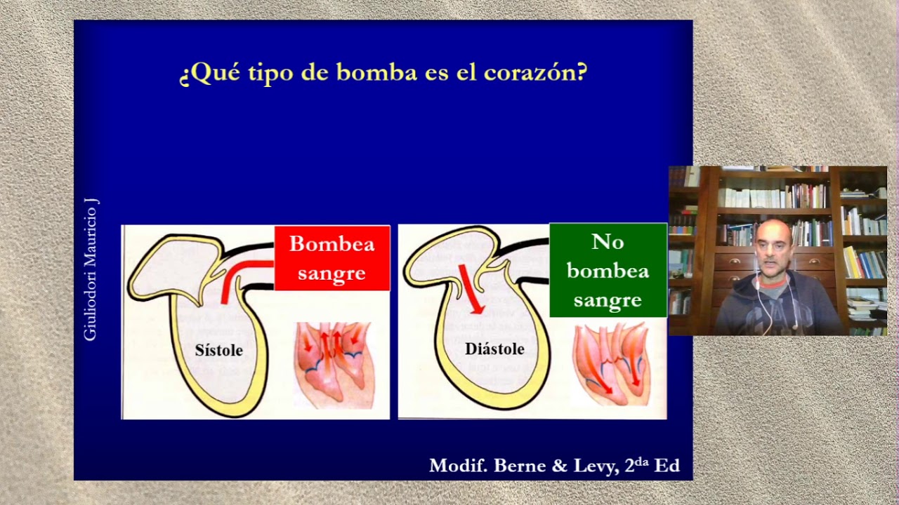 Fisiologia cardiovascular: Elasticidad de la aorta en 5 minutos