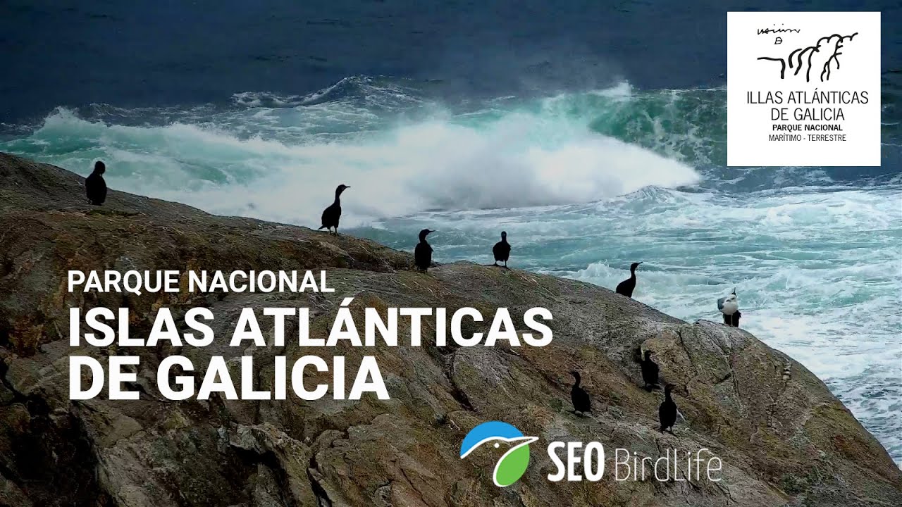 🔴Islas Atlánticas de Galicia · Cormorán moñudo · PN Marítimo-Terrestre, España