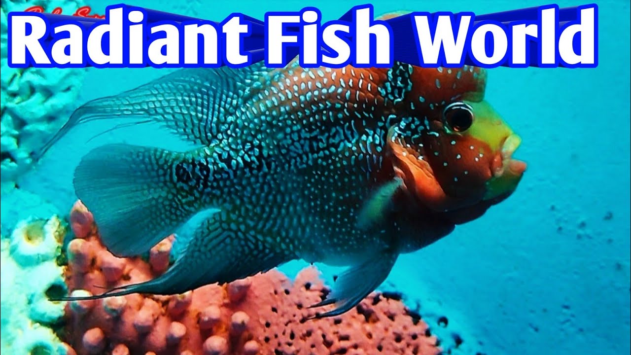 Radiant Fish World Cox’s Bazar 2025/ রেডিয়েন্ট ফিশ ওয়ার্ল্ড, কক্সবাজার, ঘুরে আসুন। 