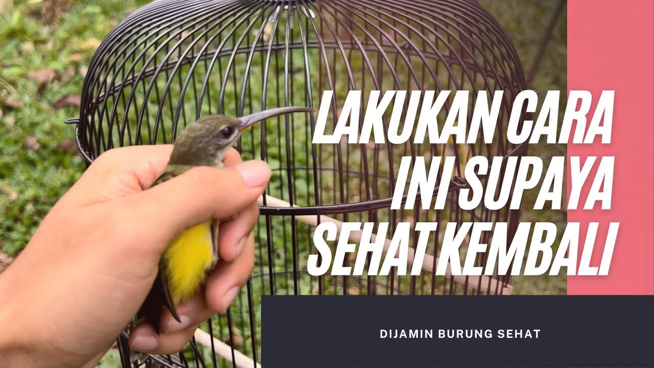 Tips merawat pijantung agar tidak gampang mati saat baru beli