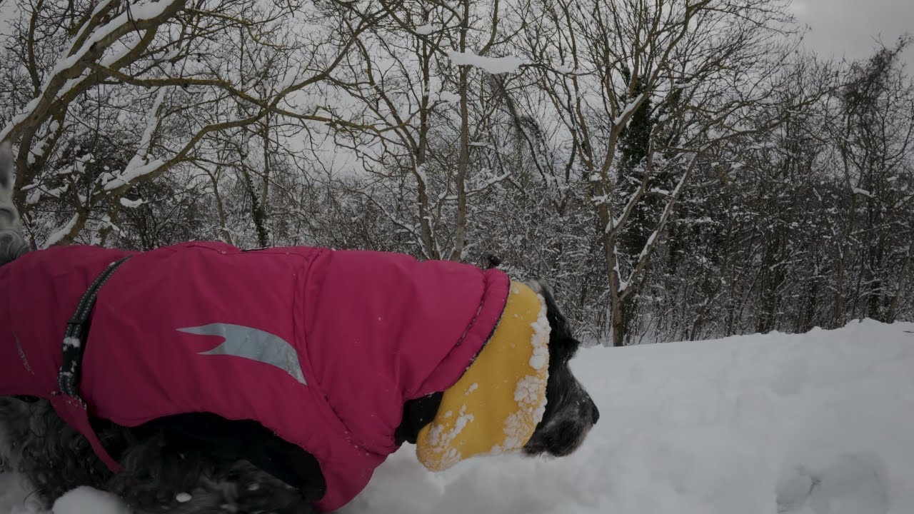 Winter Dog Walk