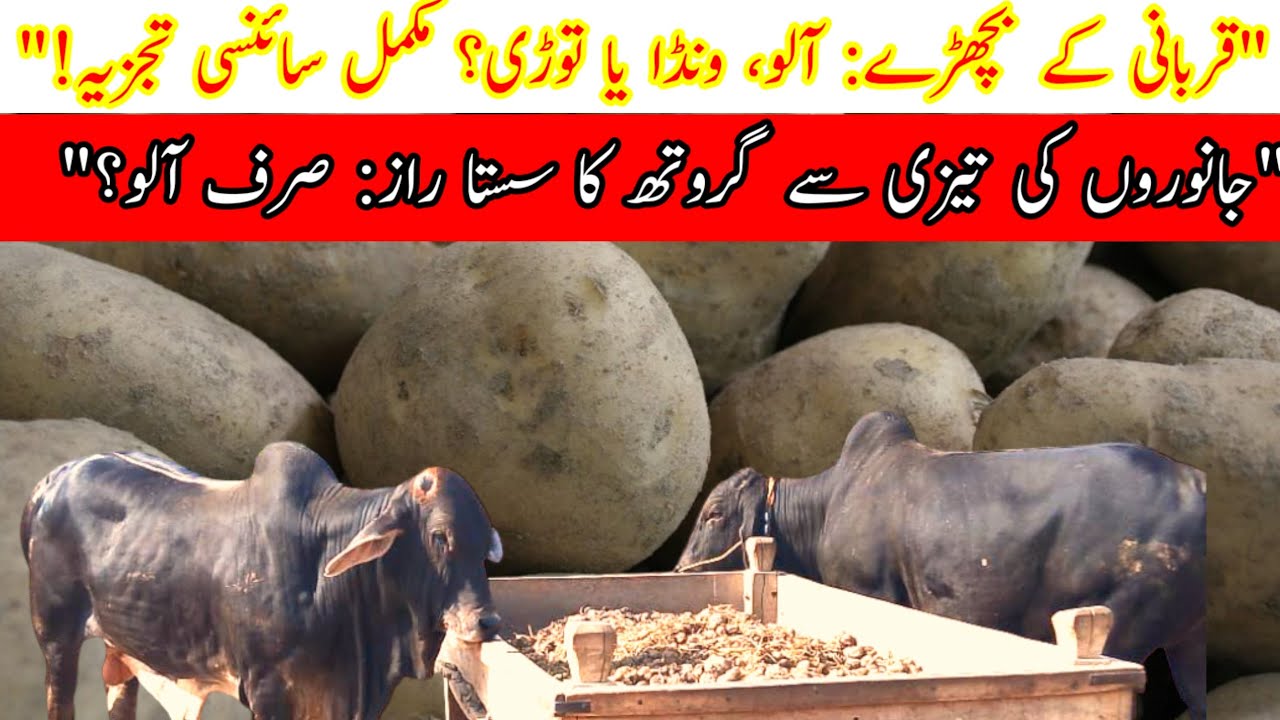 Fattening by potatoes alone|Fattening by Potatoes and vanda|Dr Tariq