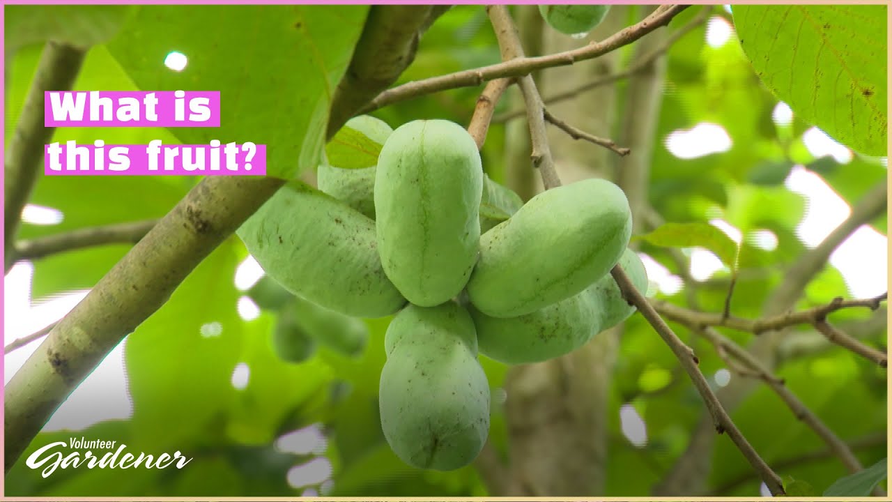 Pawpaw Trees | Volunteer Gardener