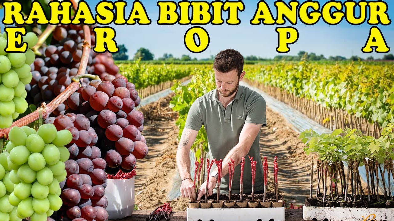 ОКАЗЫВАЕТСЯ, ТАК В СТРАНАХ ЕВРОПЫ ПРОИЗВОДЯТ ФРУКТЫ И ВКУСНО, БЫСТРО ПЛОДИТ ВИНОГРАД.