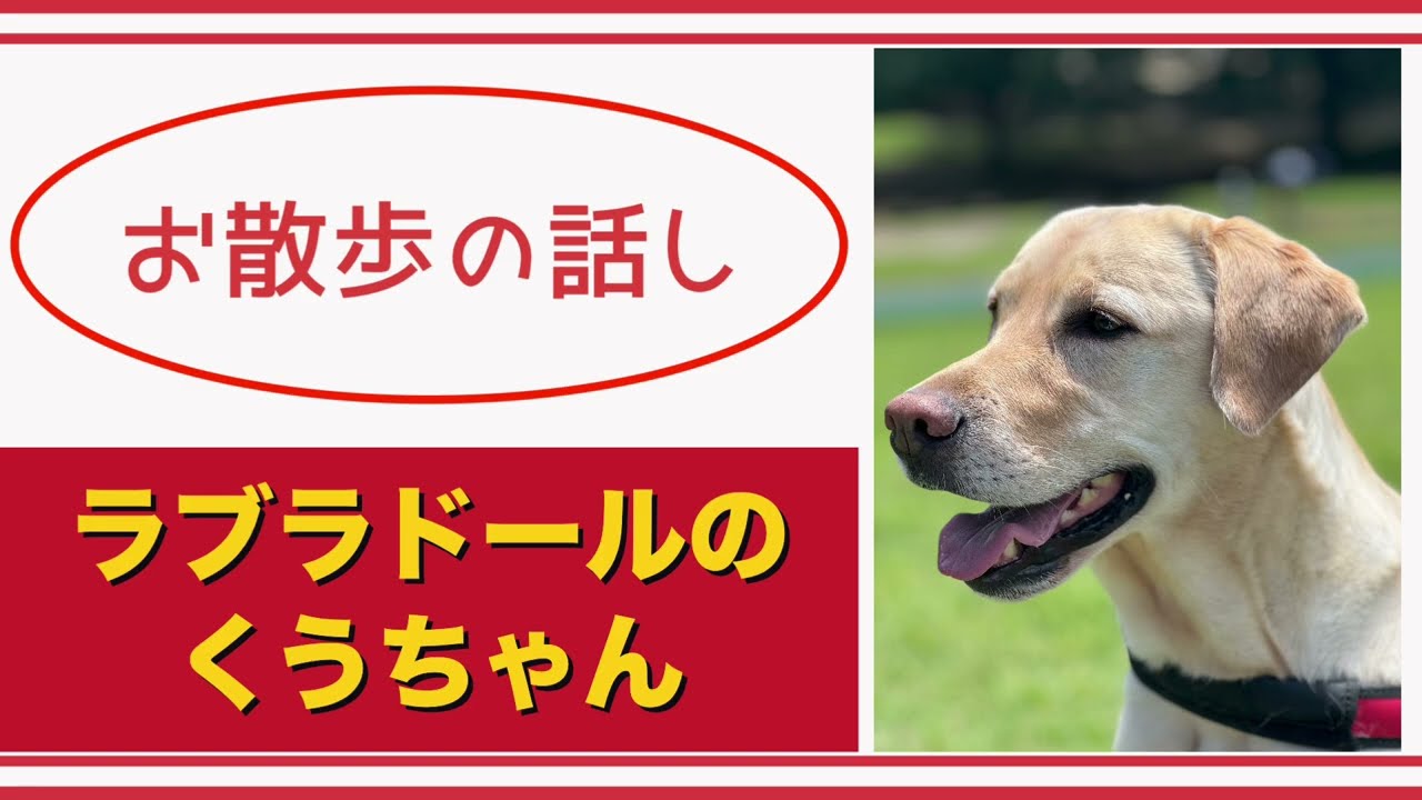【#ラブラドール  】お散歩の話し【#labradorretriever    】