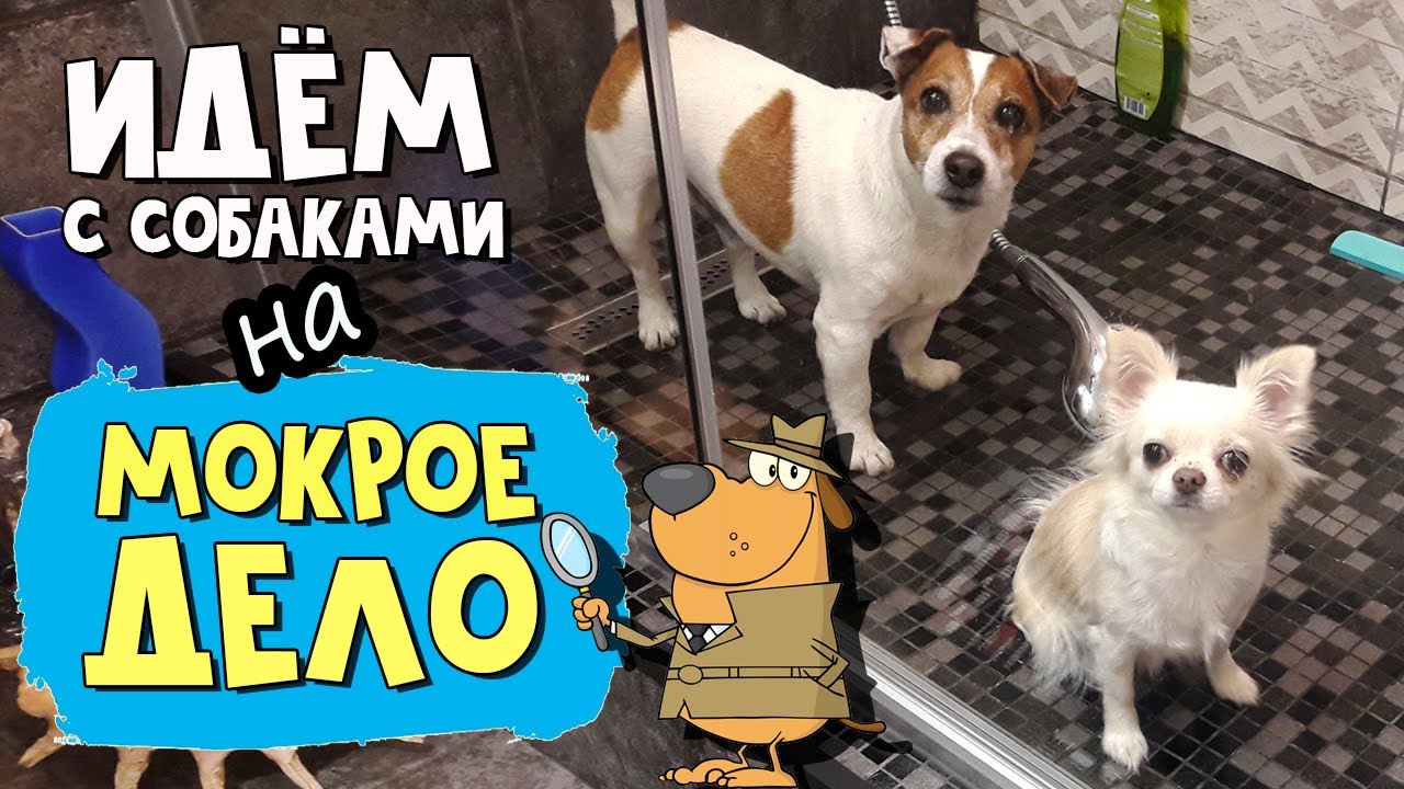 Как часто нужно мыть собаку. Как мы помыли Джека и что было потом