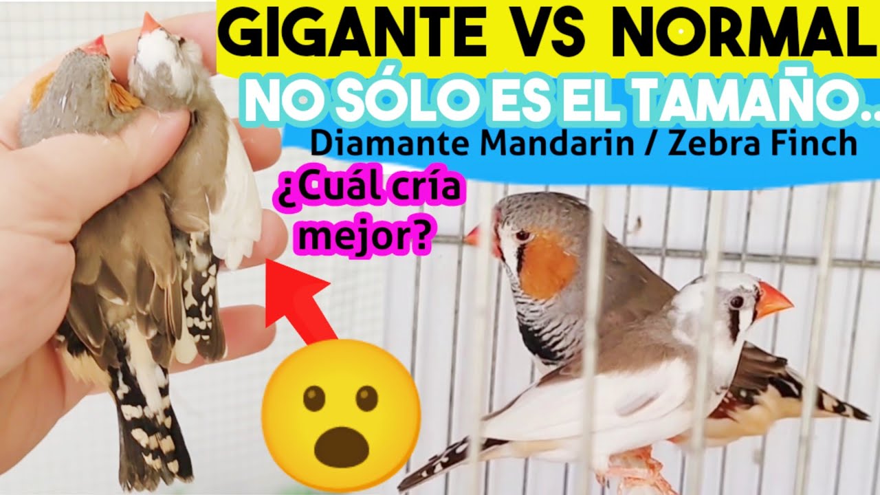 GIGANTE 🆚 NORMAL (Comparación) Mandarín  Zebra finch