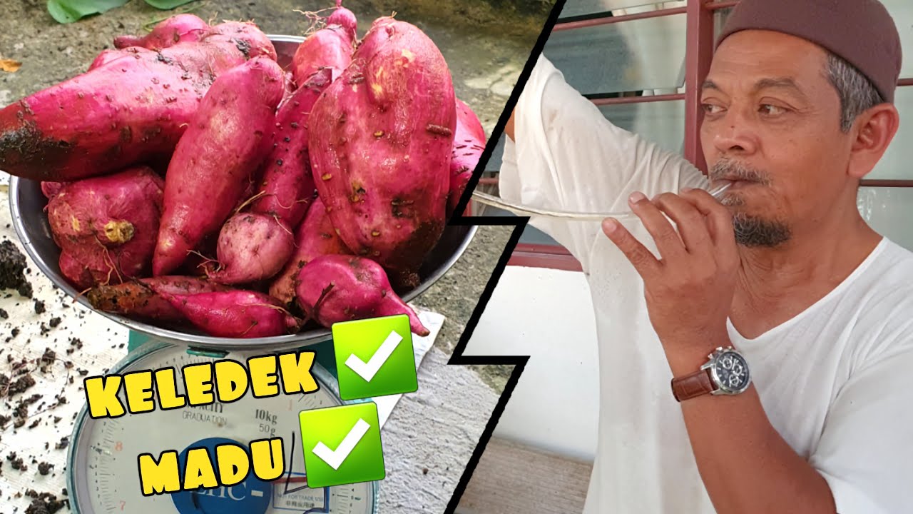 ✅️ GENIUS ! MAKANAN PERCUMA KELILING RUMAH