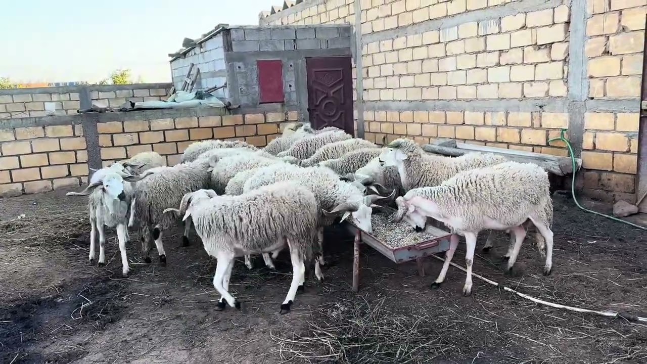 أجي تشوف كفاش كنعيش مع الكسيبة ❤️✅🐏