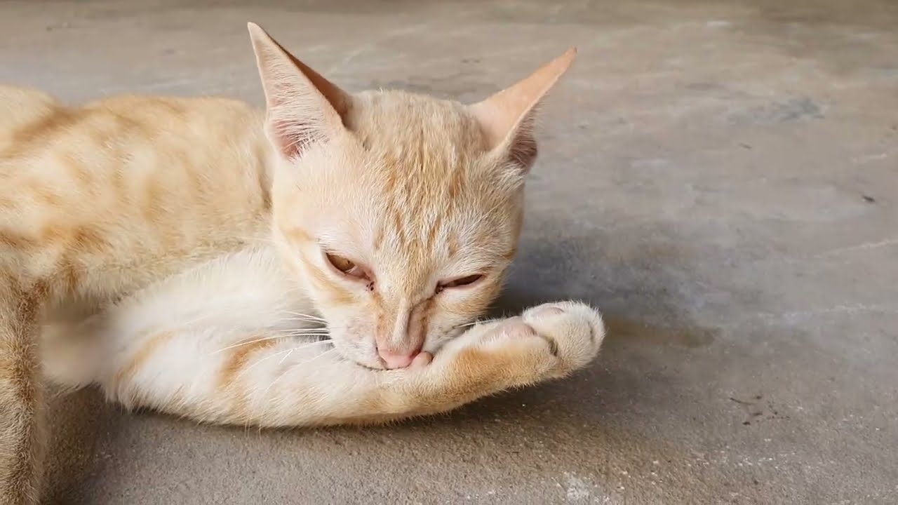 Cute Cat’s Morning Routine 🐾 | Peaceful Solo Cat Vibes