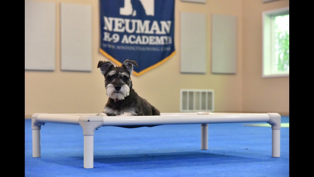Charlie (Miniature Schnauzer) Boot Camp Dog Training Video Demonstration