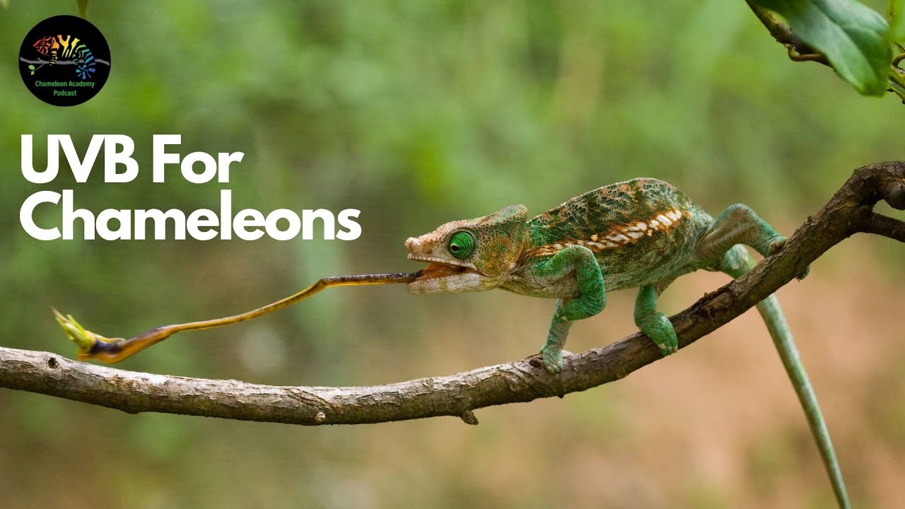 UVB for Chameleons