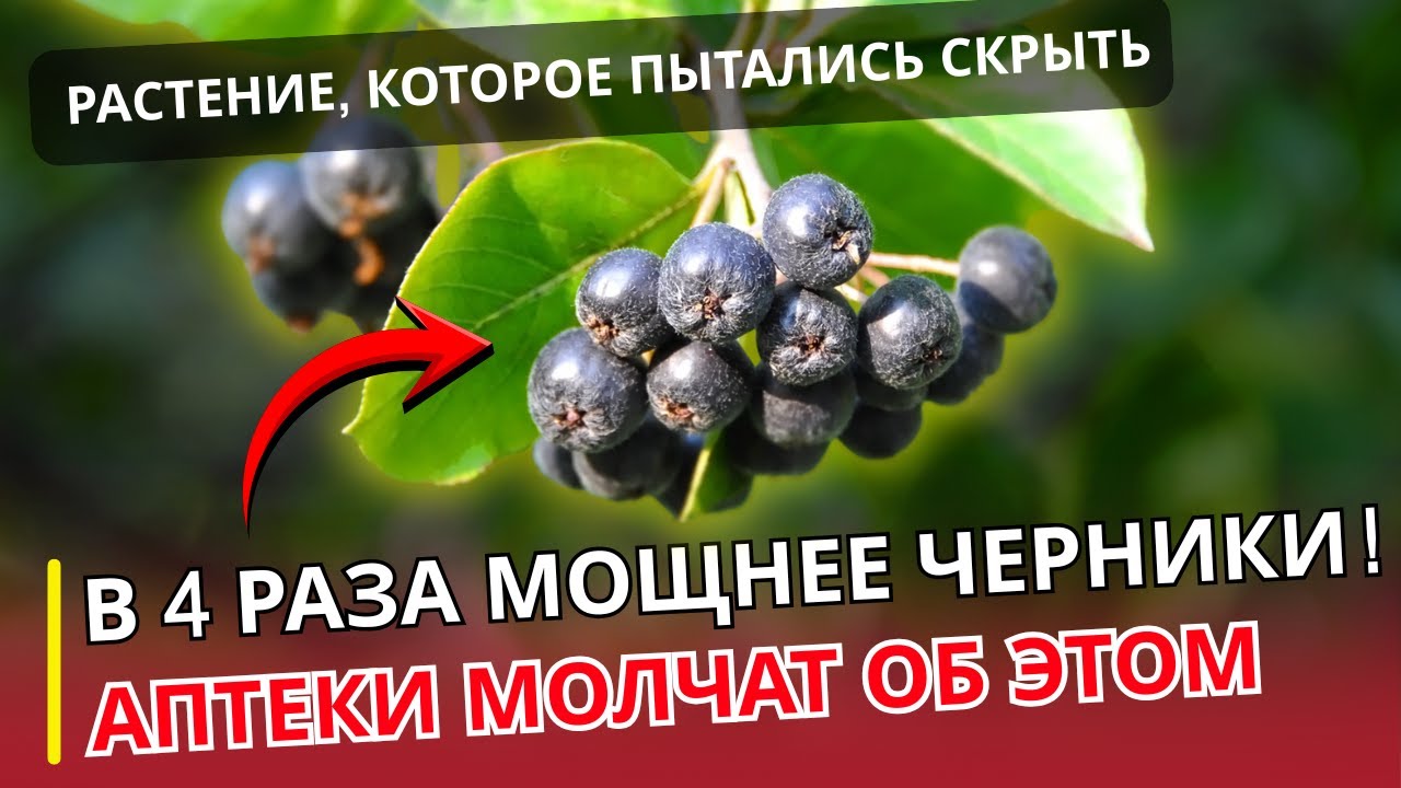 Черноплодное золото под окнамиУРОЛОГ ОТВЕЧАЕТ | Почему этот куст ценнее аптеки