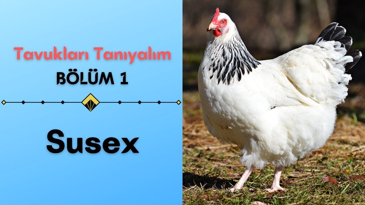 Susex |Tavukları Tanıyalım 1.Bölüm                                   #Tavuk#Horoz#Civciv#Kümes#Susex