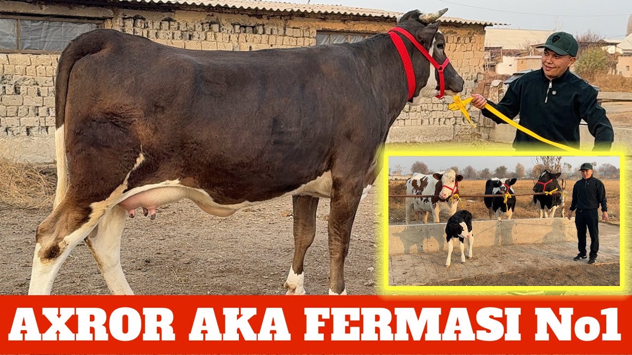 AXROR AKAFERMASI 37 mln RASISKIY SIMENTAL ONA BOLA SIGIRLARI SOTILADI 5/6 mln ARZONIGA