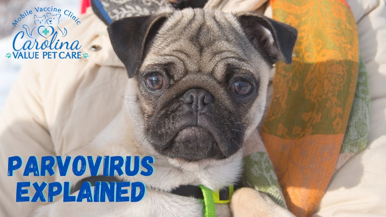 Parvovirus or 