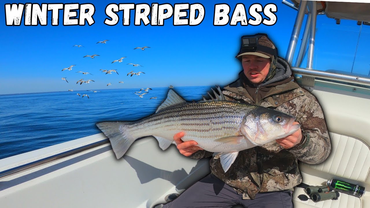 Fishing A HOT Winter Striped Bass Bite! (Light Tackle Jigging Chesapeake Bay)