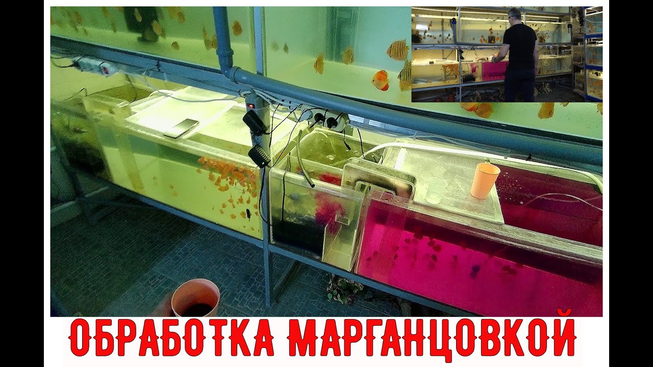 #DISCUS#ДИСКУСЫ#ОБРАБОТКА АКВАРИУМНОЙ РЫБЫ МАРГАНЦОВКОЙ