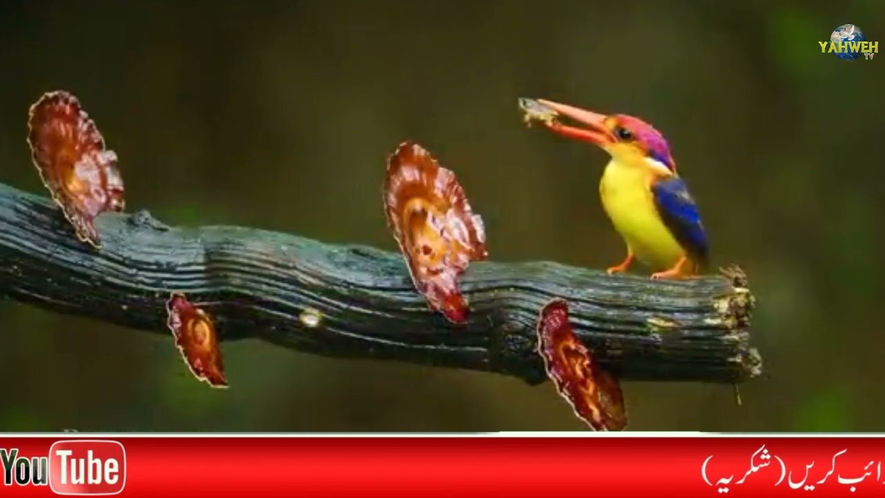 Zaboor 65 ( Part1 ) Seyhoon De Wich #psalm #zaboor