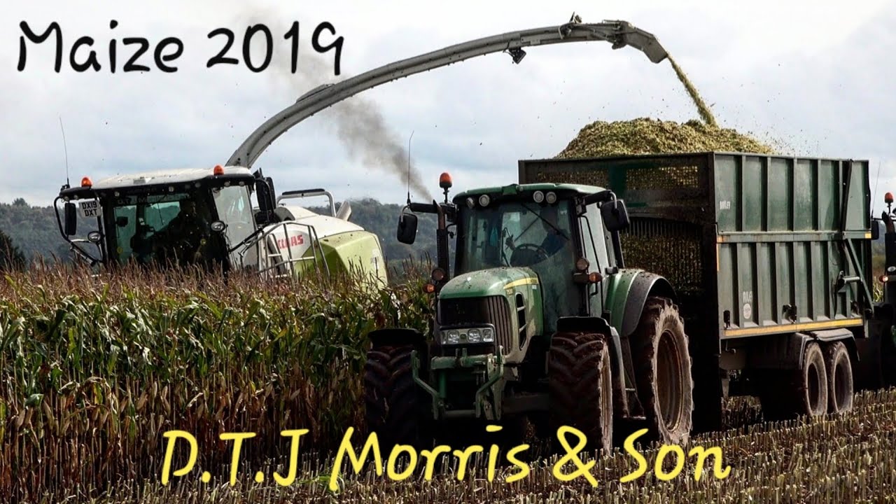 Maize 2019 | D.T.J Morris & Son