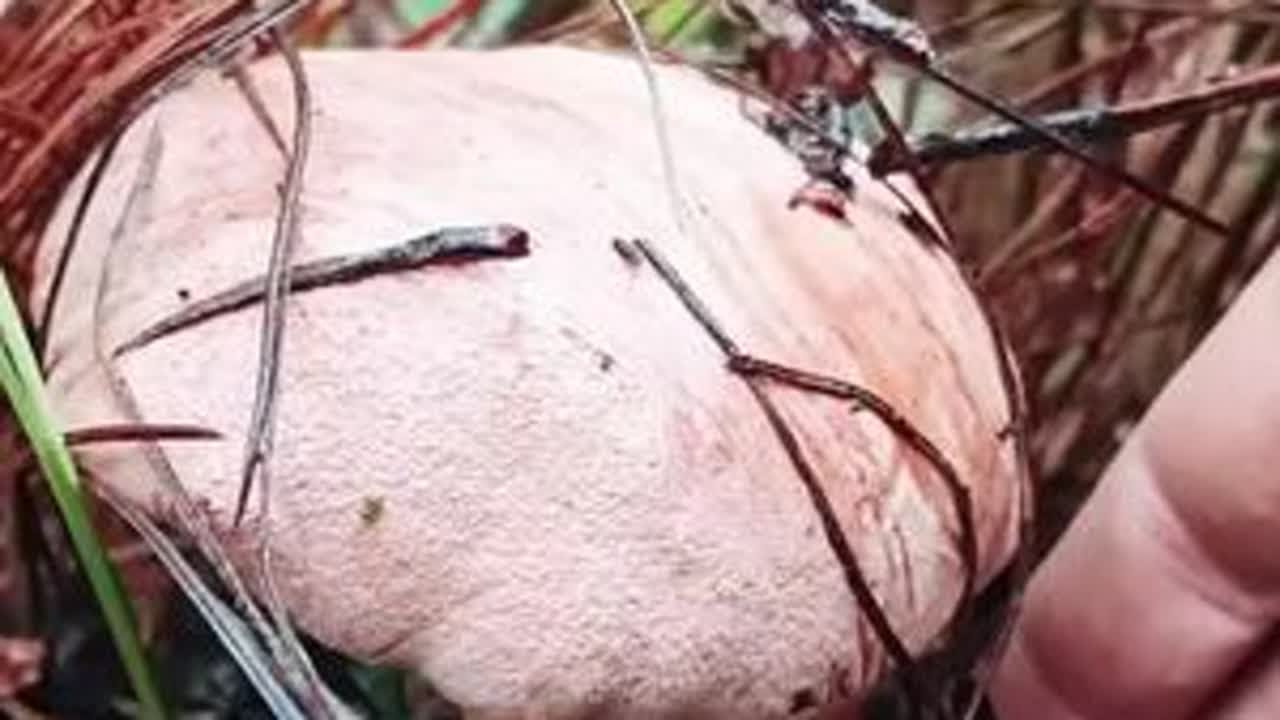 有葱香味的野生菌，见手青#菌子的季节 #野生菌 #大山里的味道 #捡菌子 #纯天然绿色食品