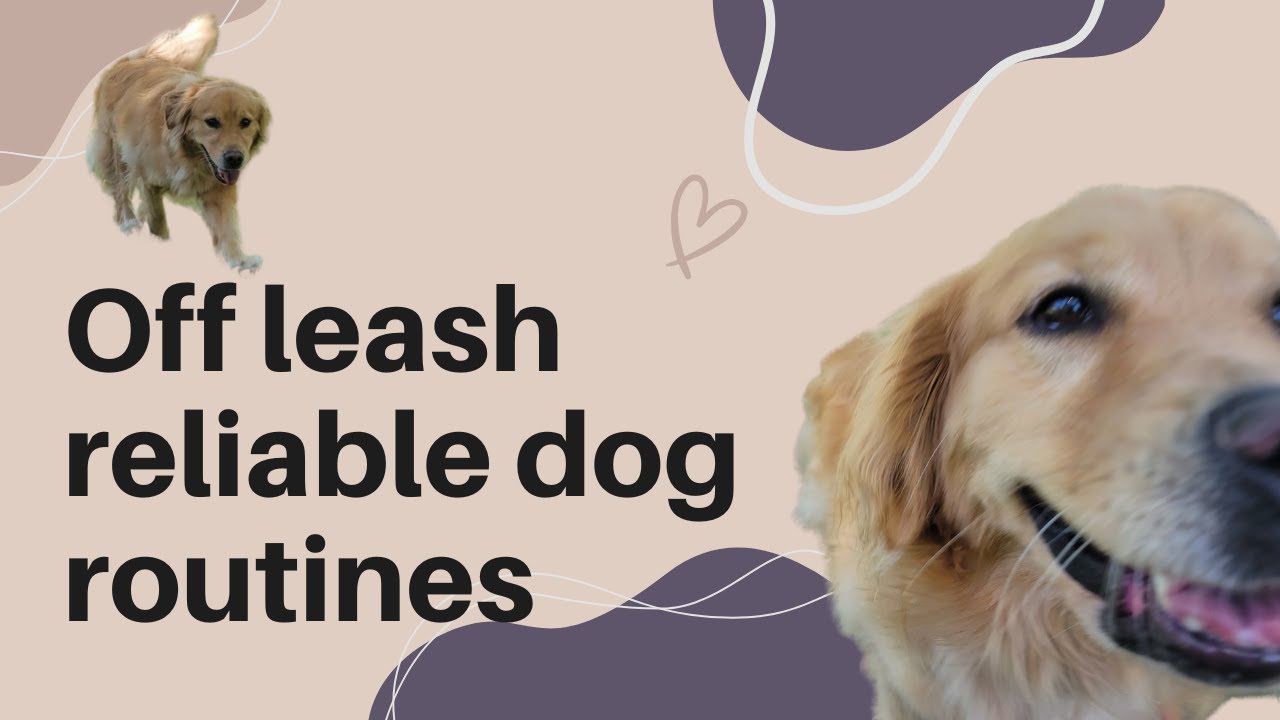 What to practice with your dog for Off Leash Reliability