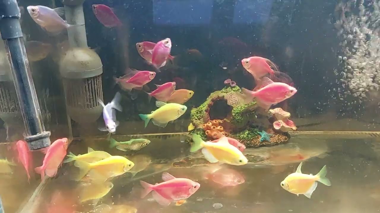 Relaxing Aquarium Fish Tank Sounds no music