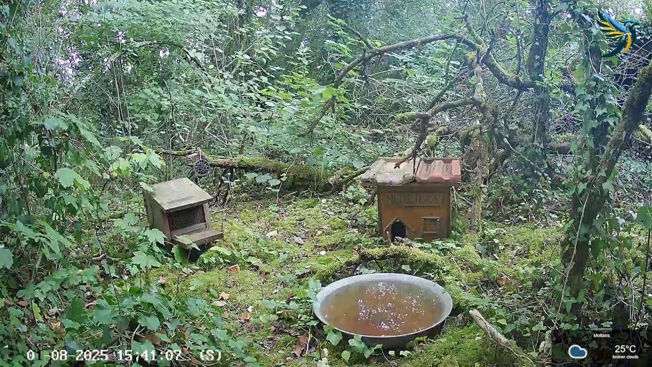 LIVE  -  Wildlife Camera 24/7 🌳 🐗 🐇