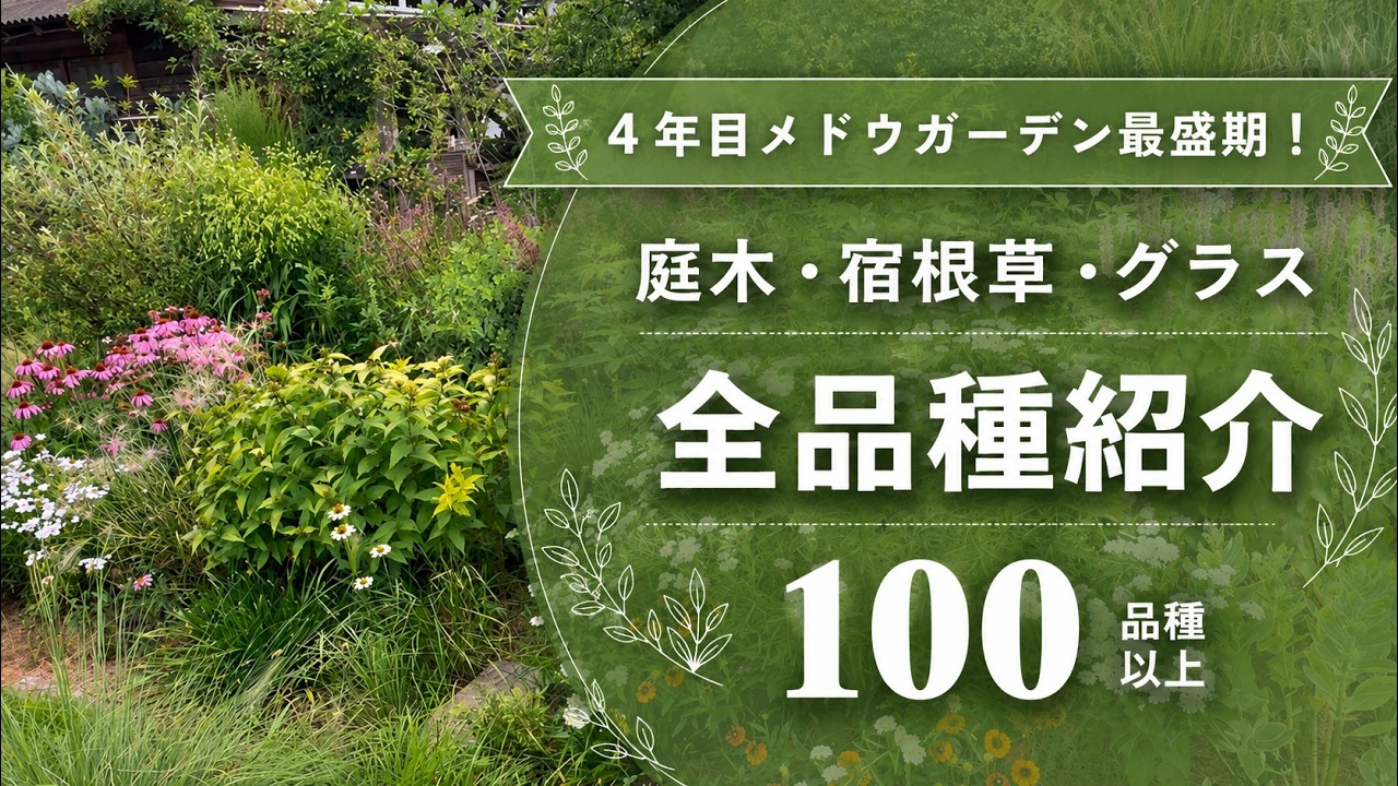 《日向真南花壇！メドウガーデン全100品種以上紹介》庭木＆グラス＆宿根草等／超日向！我が家で最も過酷な花壇／暑さに強い植物たち