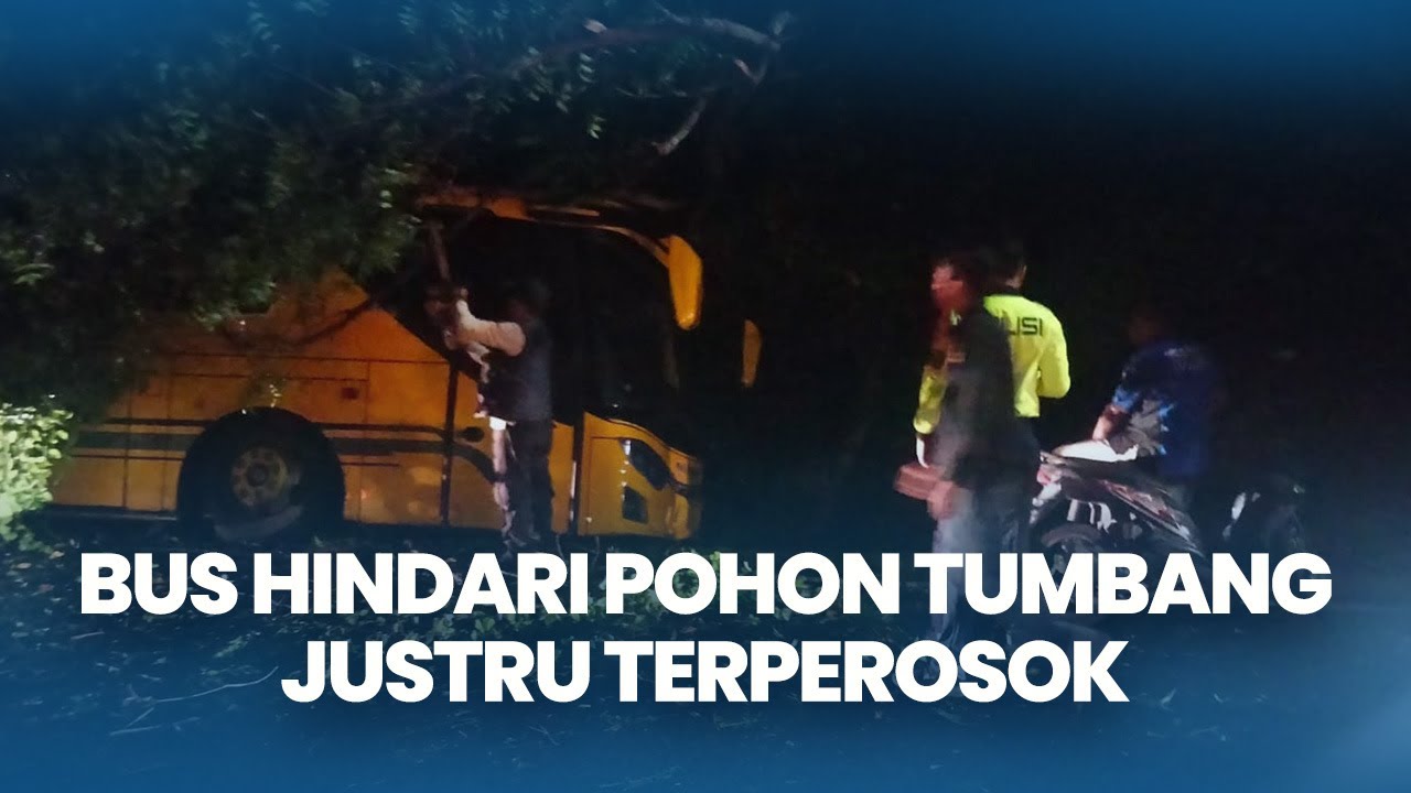 Hindari Pohon Tumbang, Bus justru Terperosok dan Tabrak Pohon Perindang di Jembrana Bali