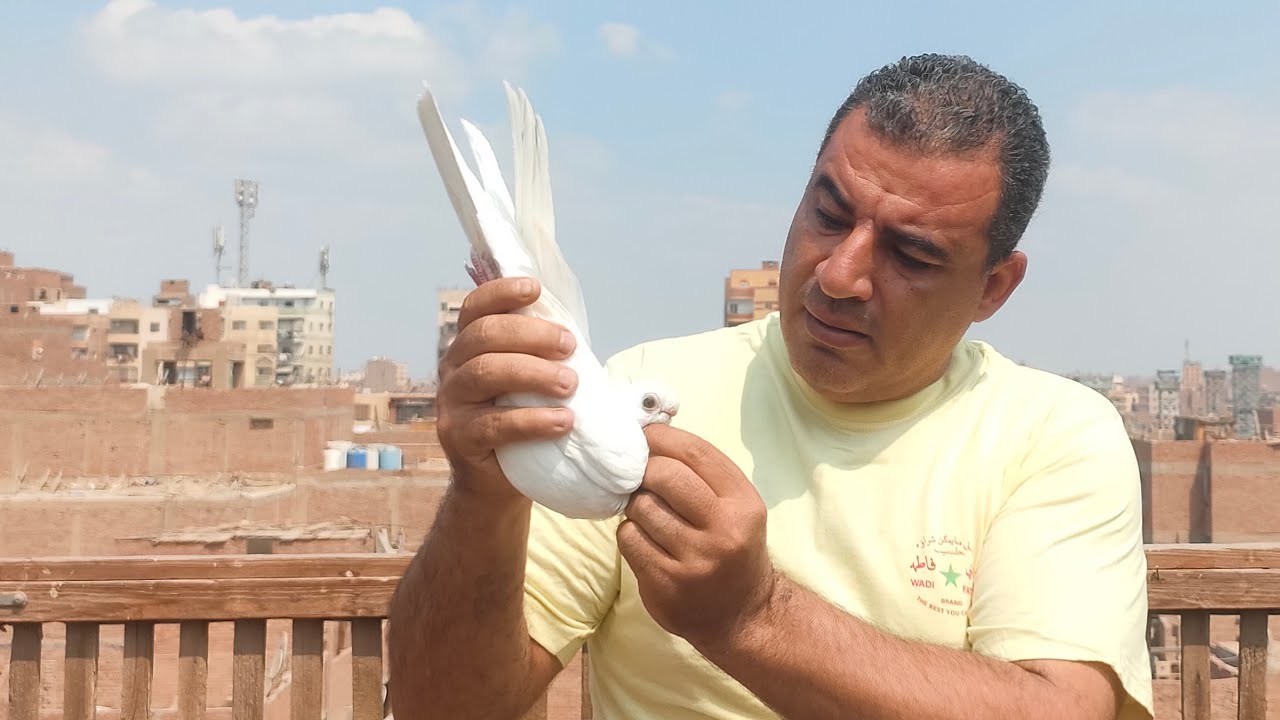 اهلا بيكم جوه دماغى #الحمام_الغزار #محمدالعربي 