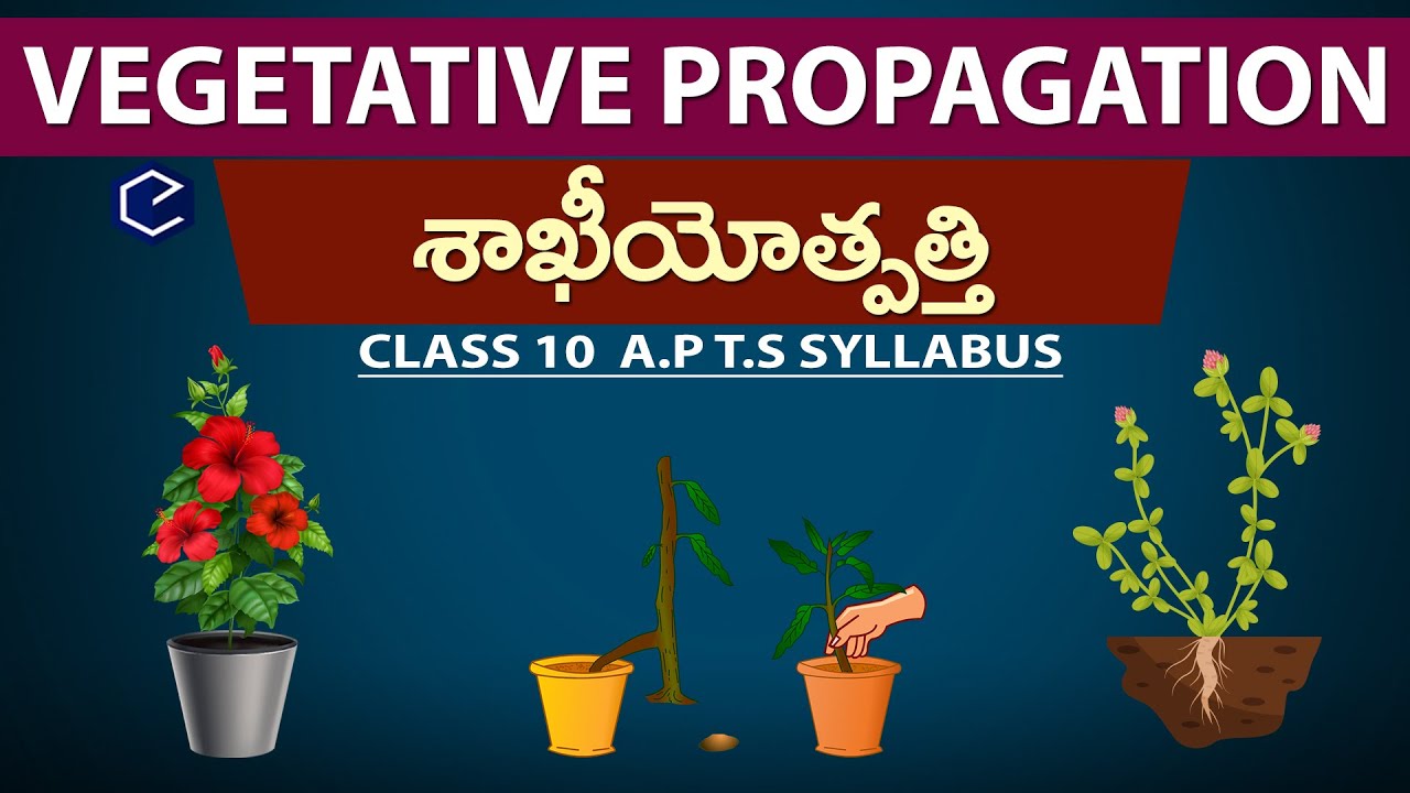 శాఖీయోత్పత్తి | Vegetative Propagation in telugu |Class 10th science | Eduscope 10th biology telugu